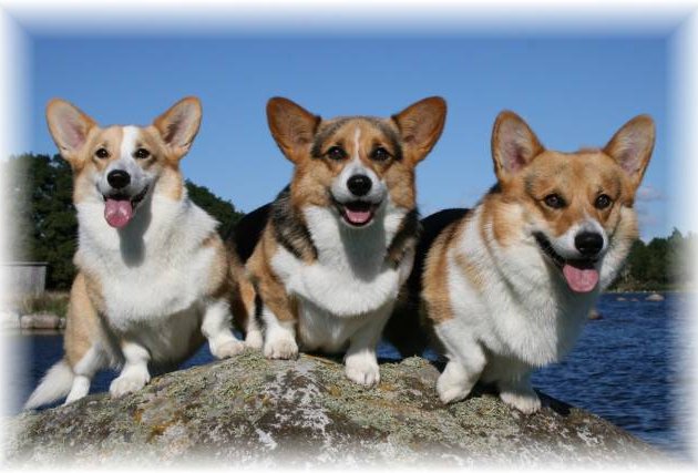 Lilli, Carrie o Leo2.jpg-for-web-large Lilli, Carrie o Leo2.jpg-for-web-large