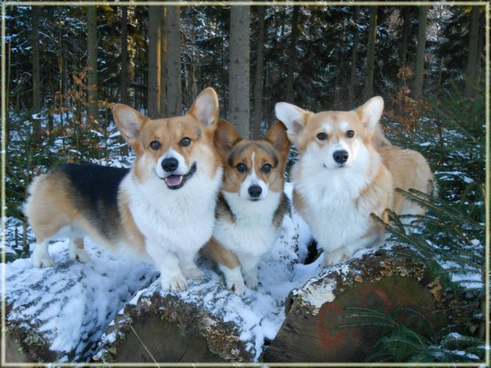 Missy, Leo, Carrie,Skog 042 - Kopia kopiera Missy, Leo, Carrie,Skog 042 - Kopia kopiera